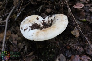 lactarius vellereus (1) (1000 x 667).jpg_product_product